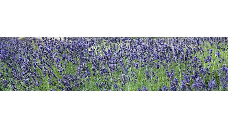 Lavendel_vb