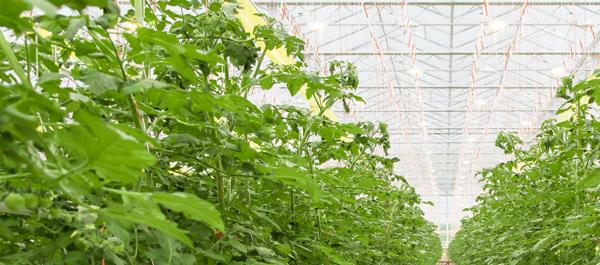 Sustainable water use in greenhouse horticulture