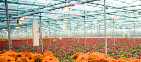 Improving the microclimate in greenhouses
