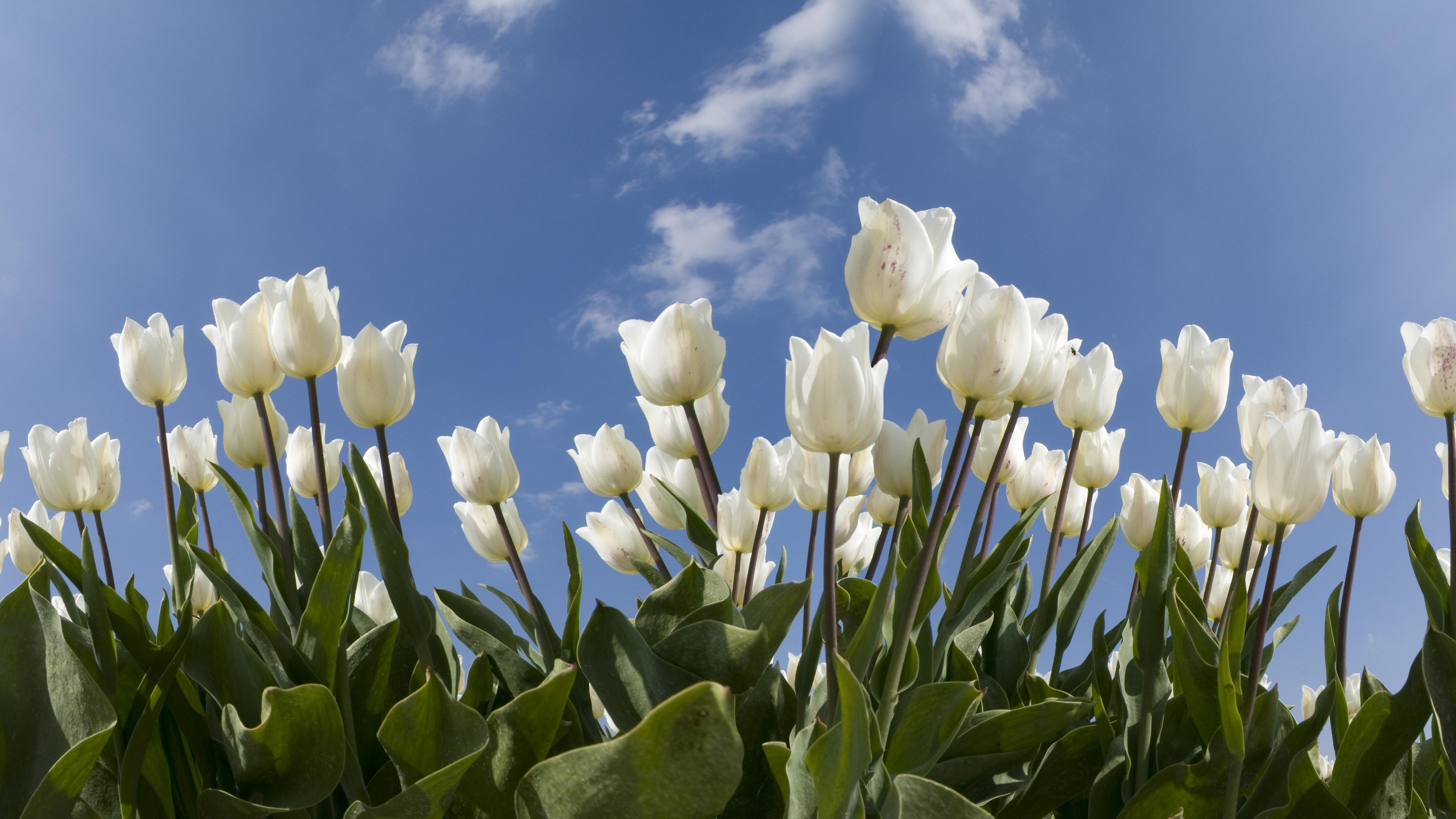 White Tulips