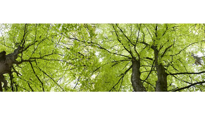Tree-Canopy_vb