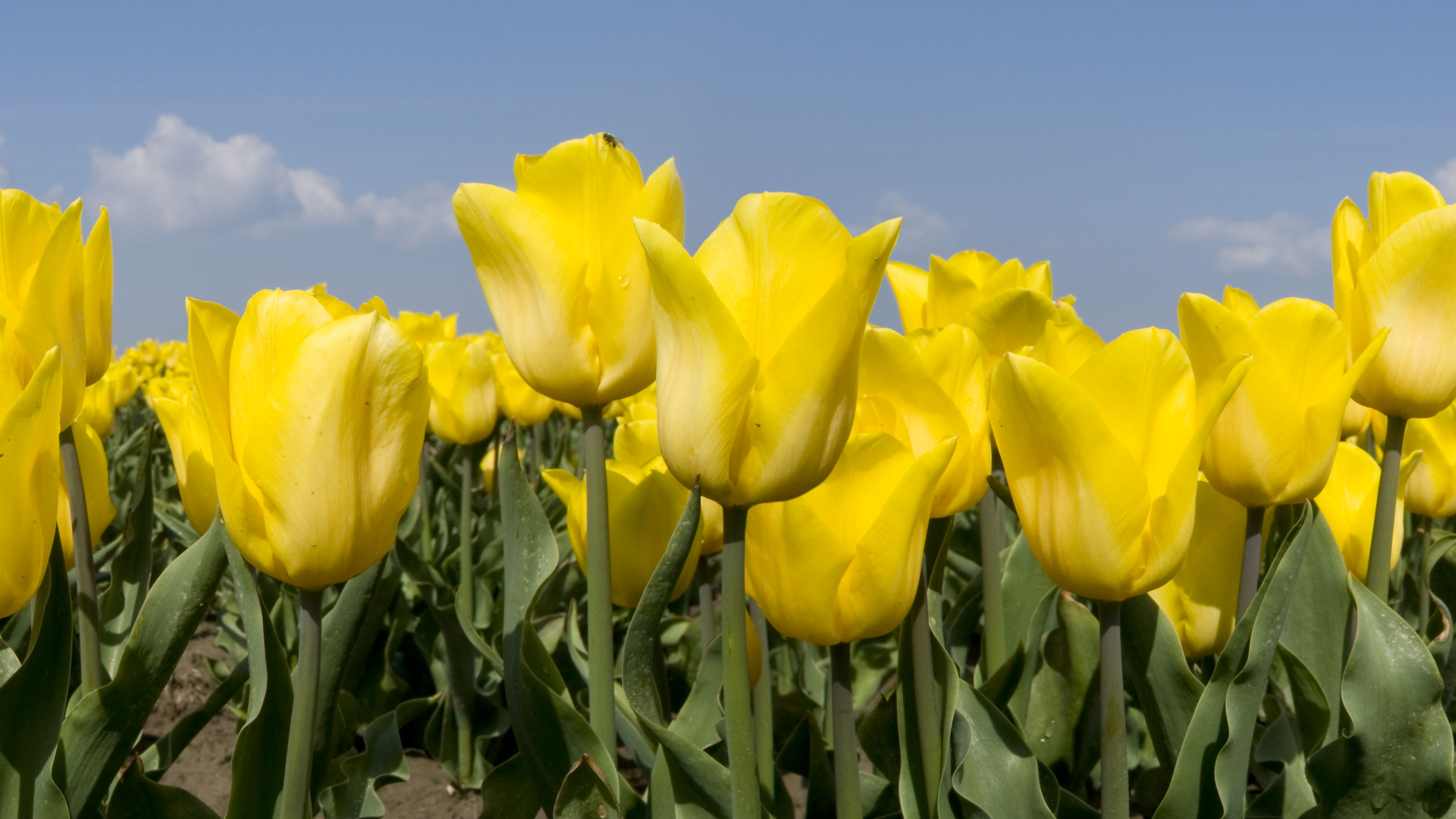 Yellow Tulips