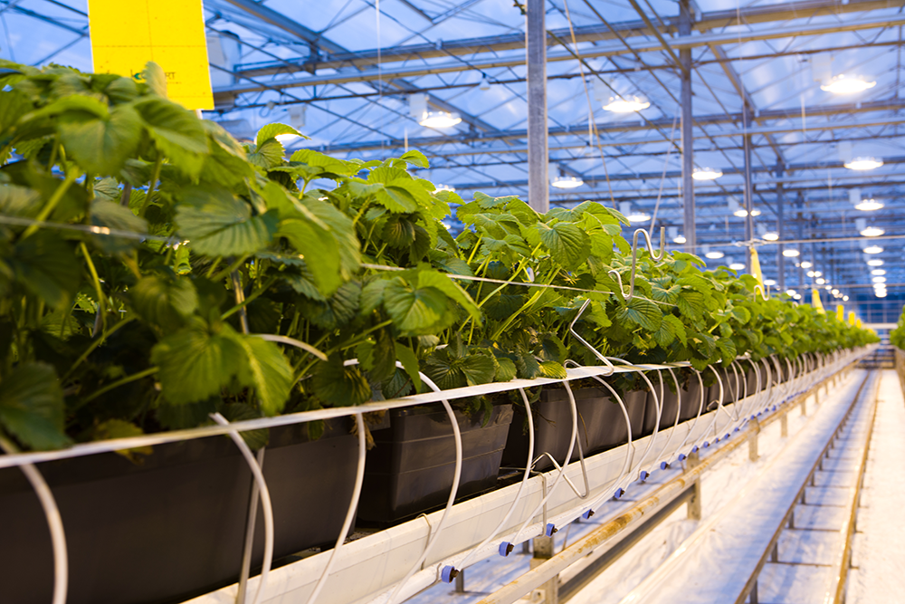 WUR onderzoekt emissieloze glasaardbeien