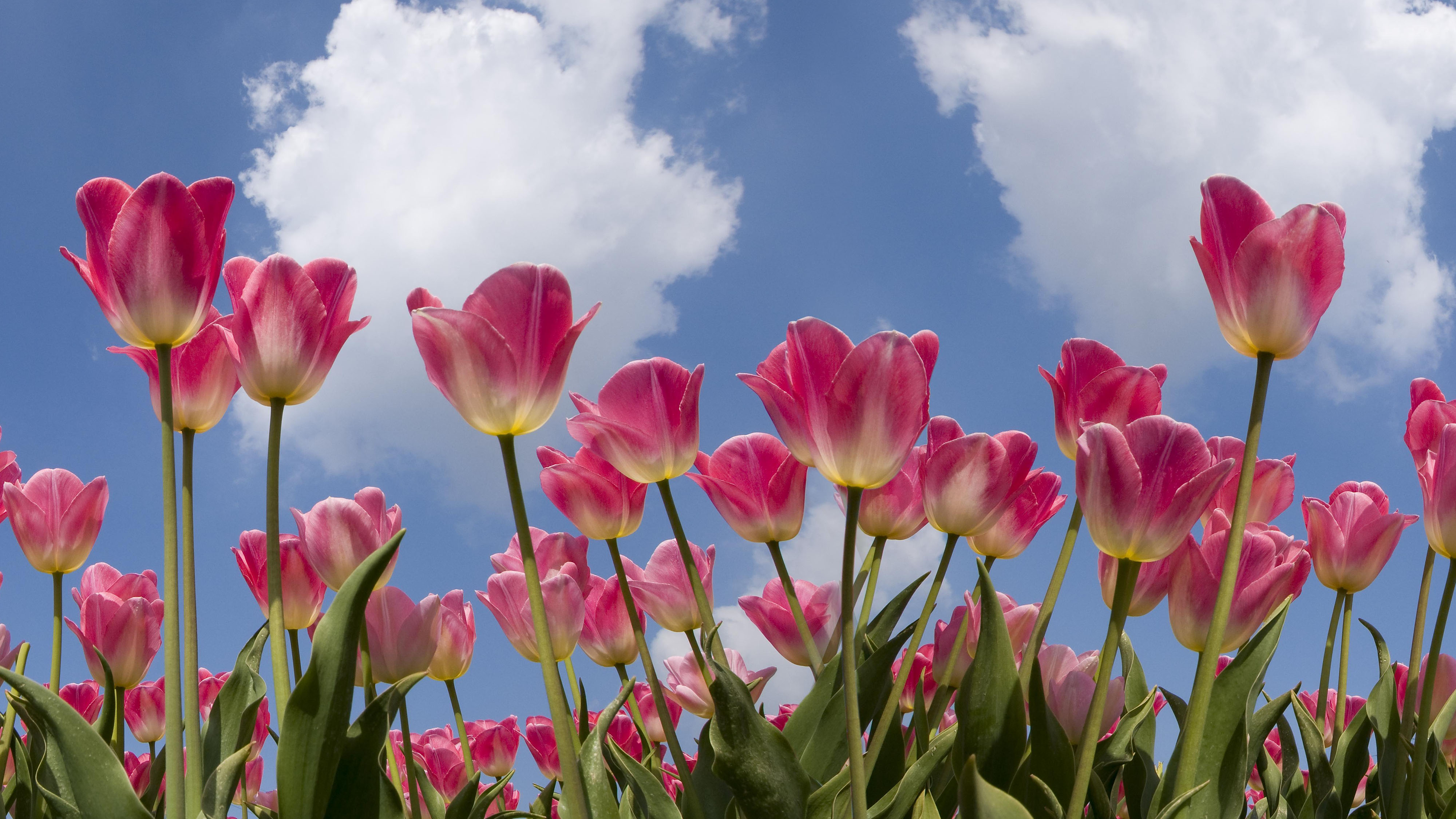 Pink Tulips