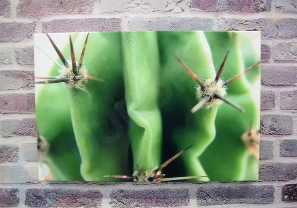3D aluminium fotobord cactus