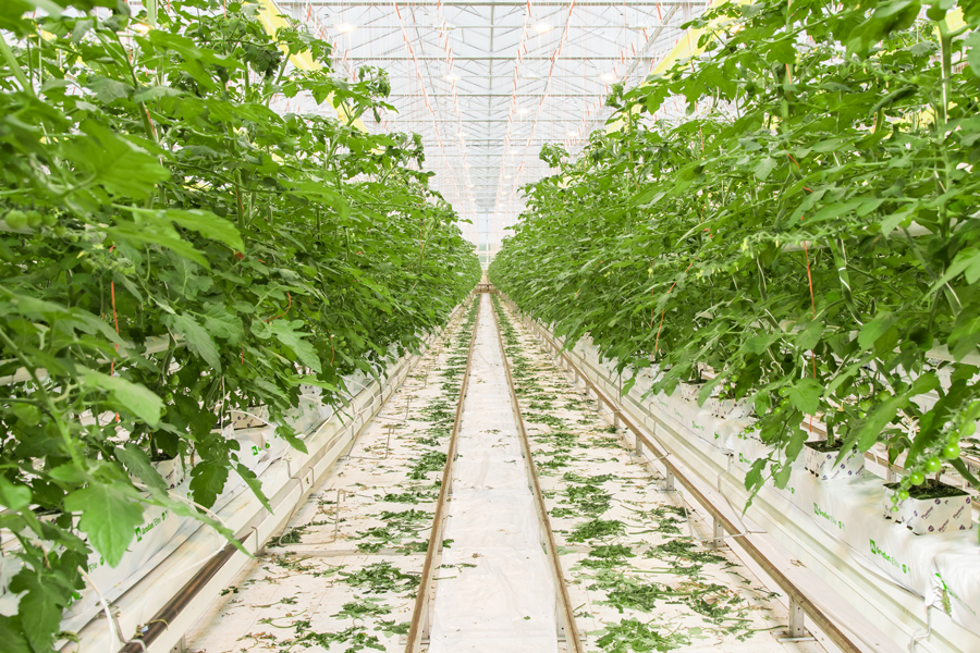Duurzaam watergebruik in glastuinbouw