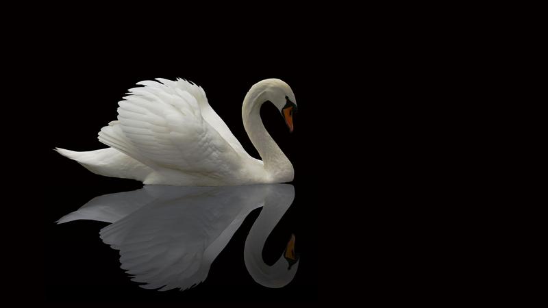 Swan_sample