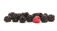 BlackberriesVSRaspberry_vb