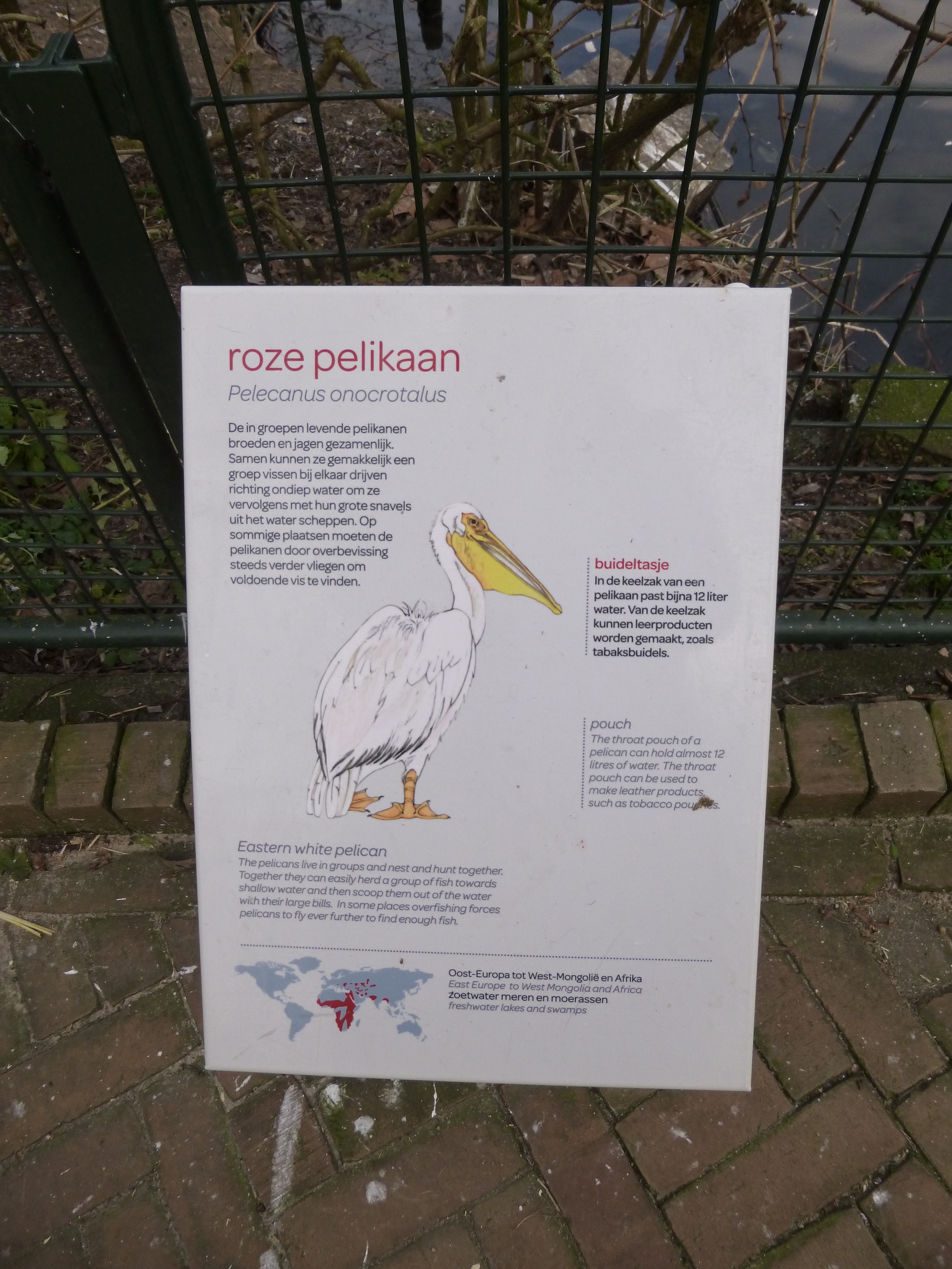 Informatieborden dierentuin - Pelikaan