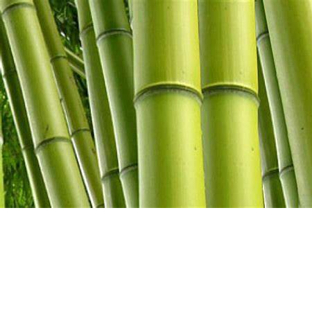 Waarom Bamboe vloeren