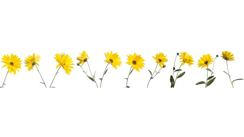 Yellow-flowers_vb