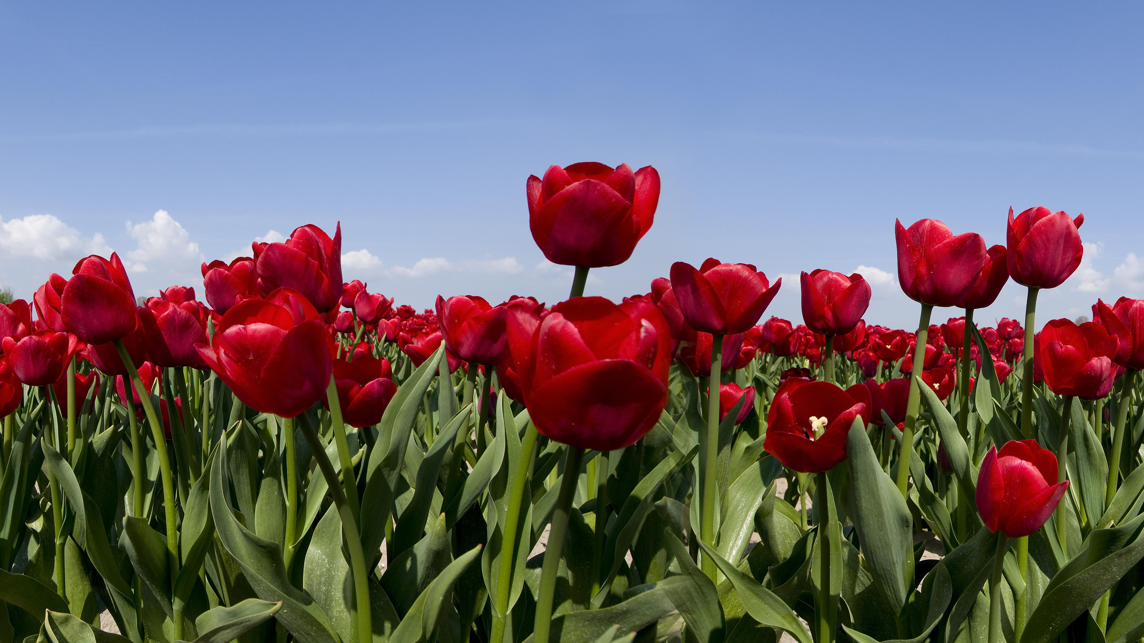 Red Tulips