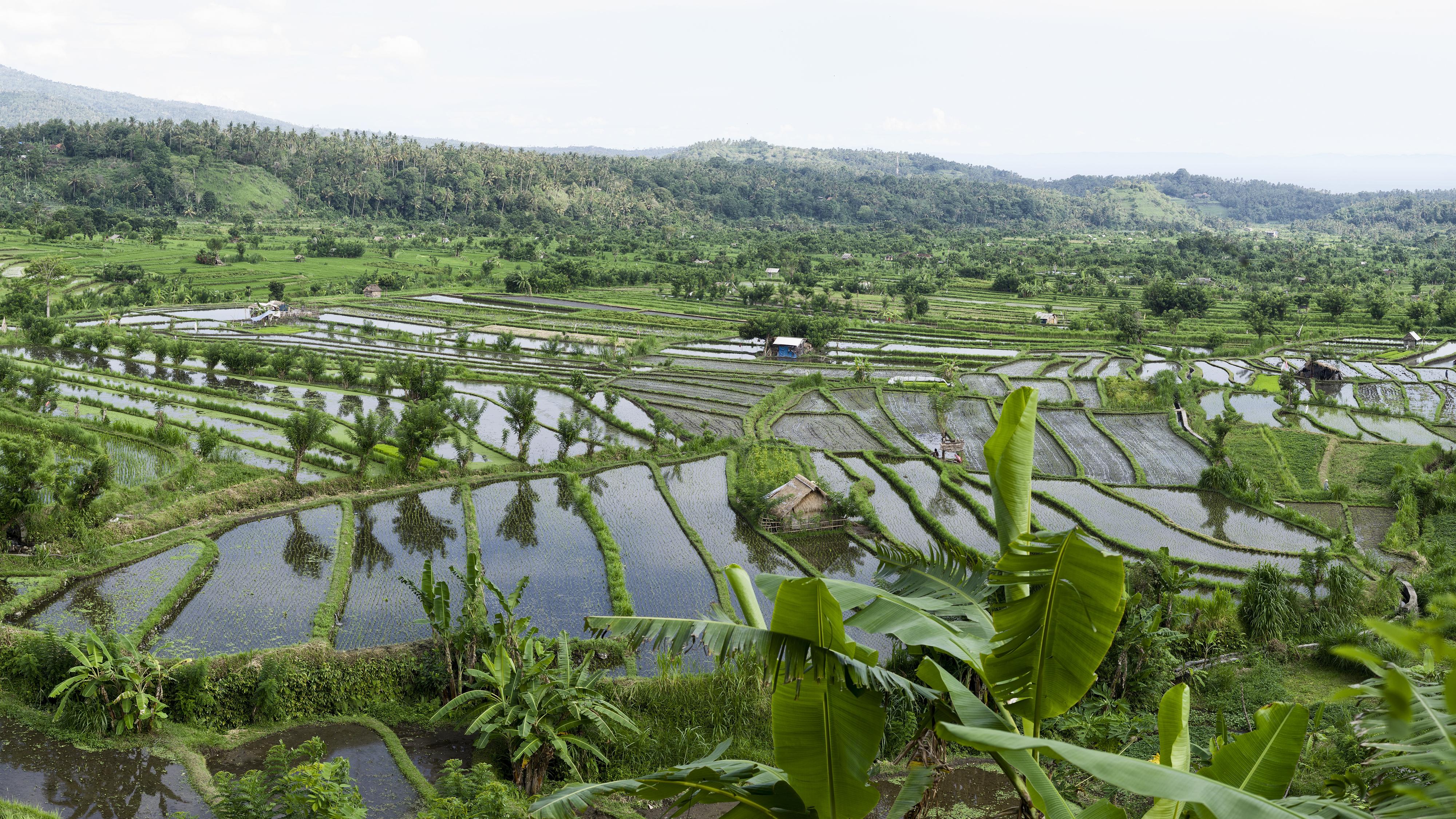 Bali Rice Fields