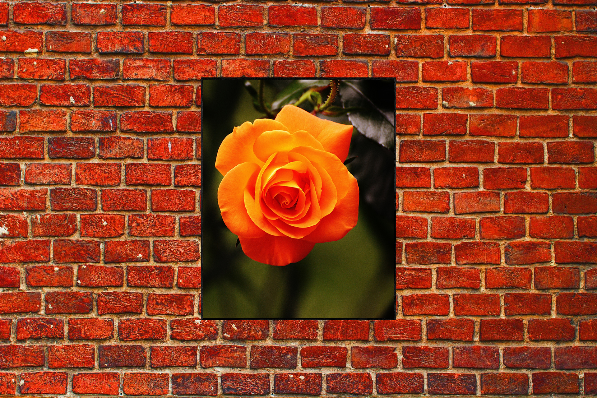 tuinschilderij tuinposter foto in tuin - buitenschilderij