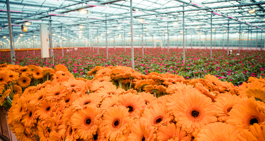 Microklimaat verbeteren in kassen