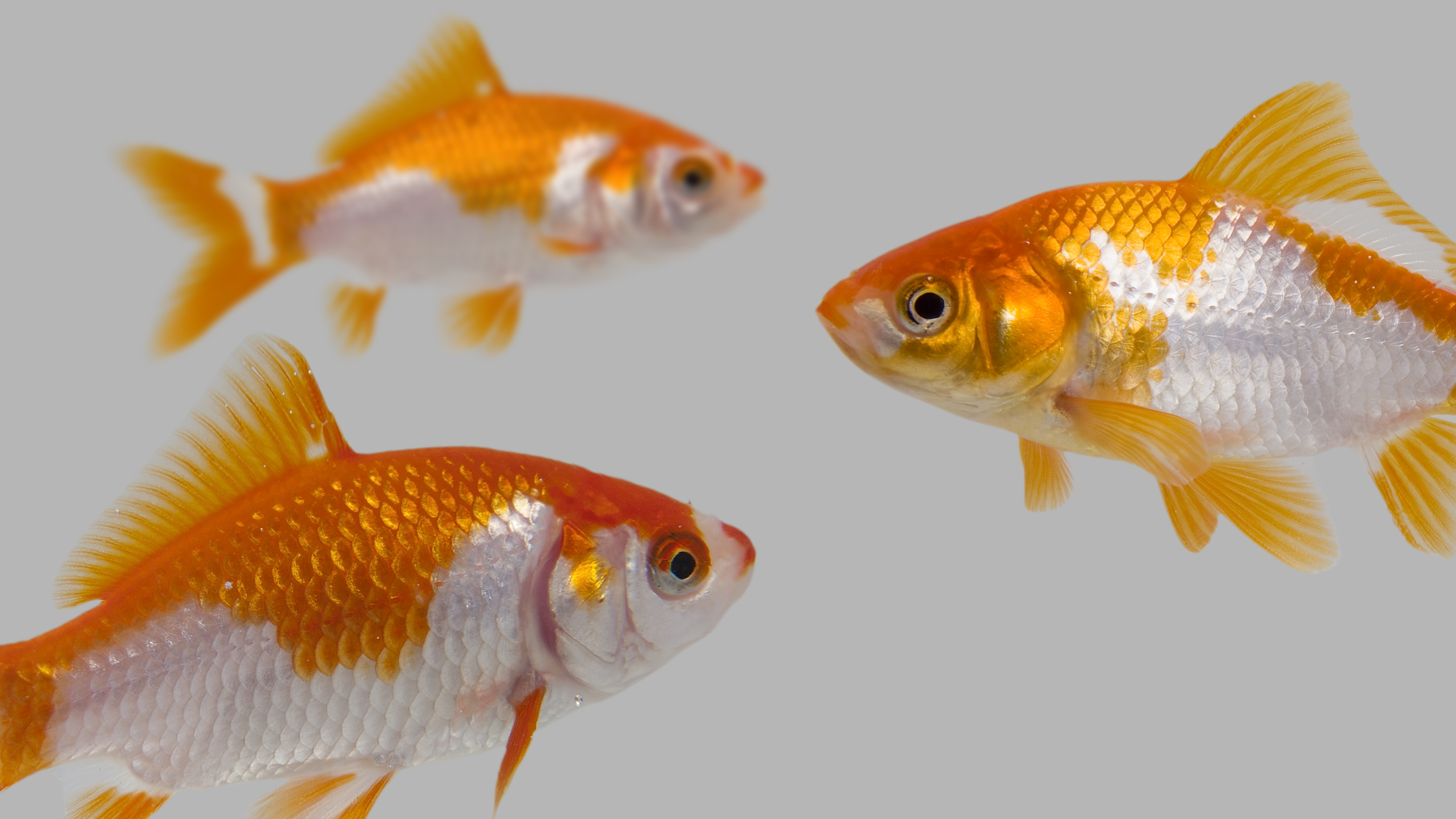 Golden Fishes | Pimp Your Kitchen