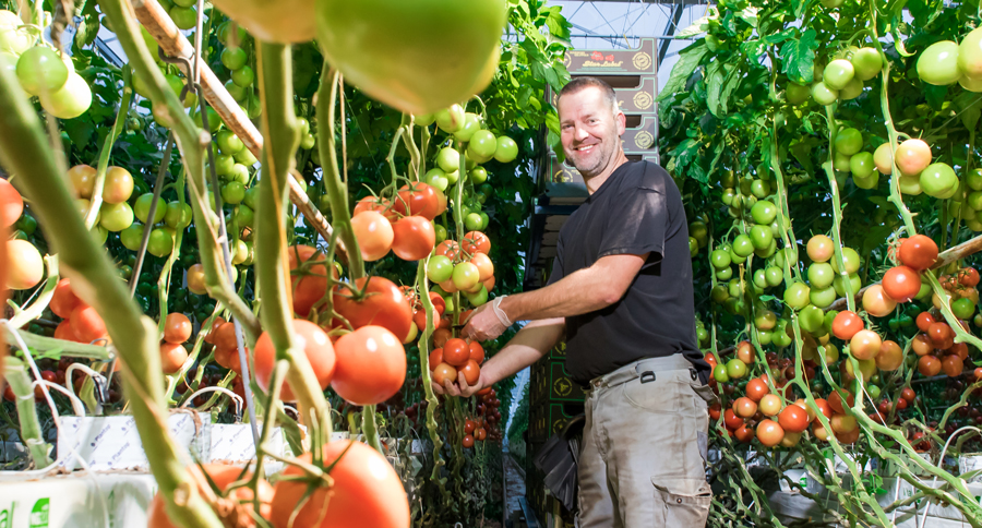Verhogen van het rendement in glastuinbouw