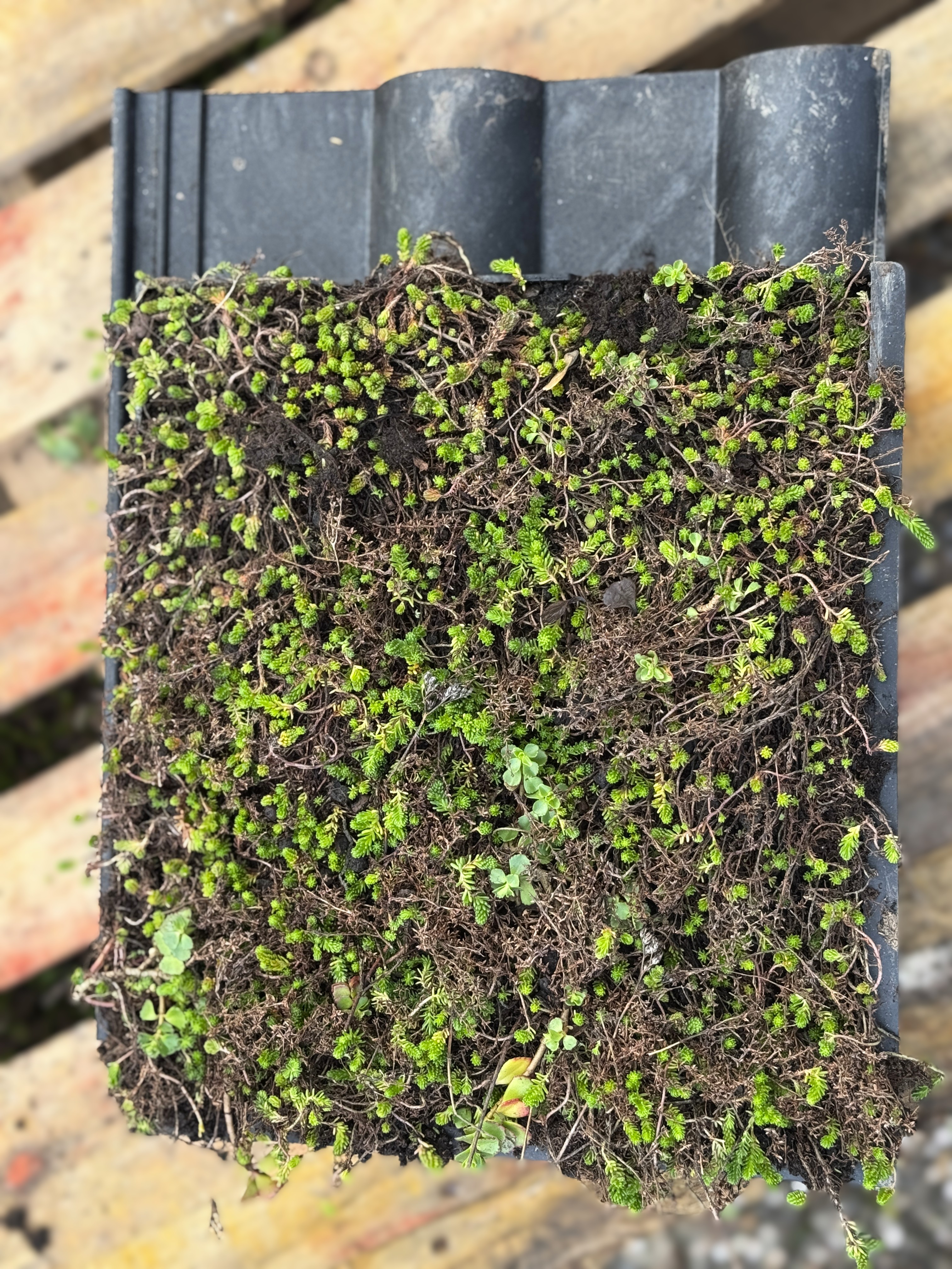 Houten verduurzaming 69 huurwoningen De Gilden (Zwitserloot Dak)